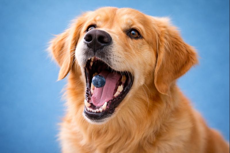 Happy Golden Retriever catching a fresh blueberry in mid-air - Can dogs eat blueberries superfood guide.