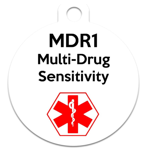 Customizable medical alert ID tag for diabetic pets wearing the best cgm for dogs